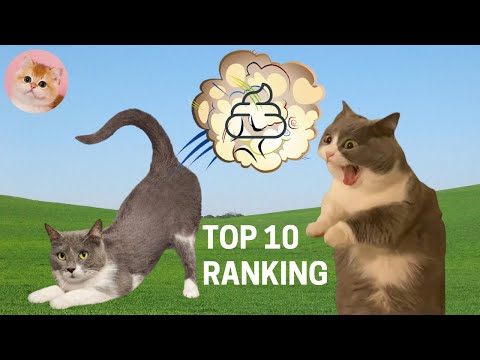 TOP 10 RANKING of Funny Cat Videos Compilation #2 – FART (Funny Cats, Cute Cats, Cute Kittens)