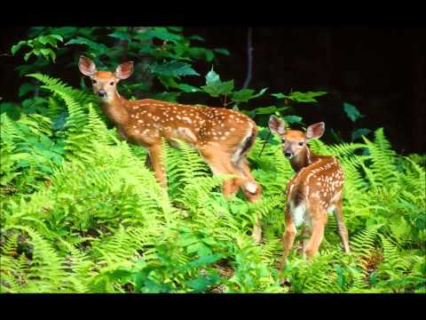 Tierra nuestra, vida nuestra