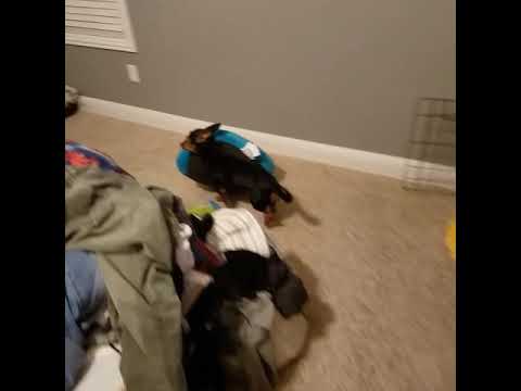 YouTube video