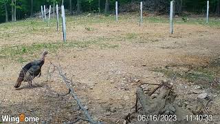 Turkey Time! - Trail Cam Tuesday - Sept 26, 2023