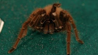 7 Goliath Birdeater Tarantula Facts | Pet Tarantulas