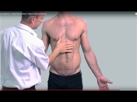 Surface anatomy - Anatomical planes, regions and quadrants
