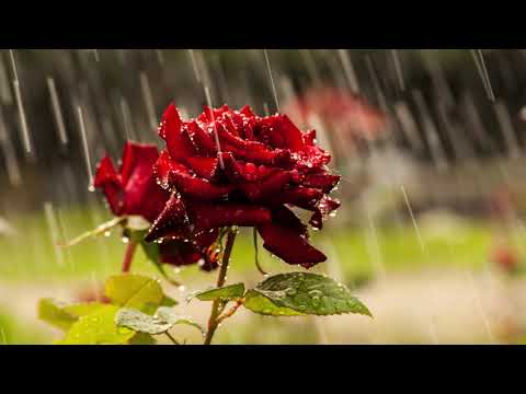 Mehmet Emin AY, İlahi, Eşref-i Ümmet Olanlar Hafız-ı Kur'an Olur..