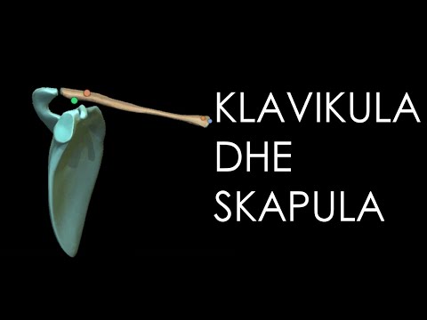 Klavikula dhe skapula- [Anatomia e njeriut][Gjymtyra e siperme]