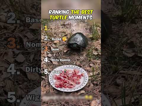 Classement des meilleurs moments de la tortue