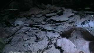 preview picture of video 'Trommelnde Termiten in Burma, drumming termite in Burma'