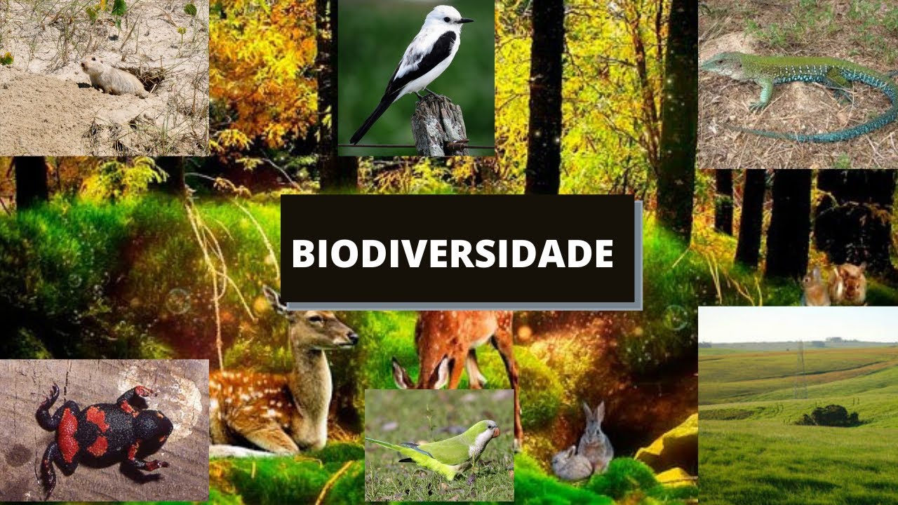 Biodiversidade - Documentário