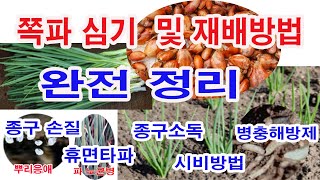 쪽파재배 완전정리. 쪽파 심기 이렇게 알면 부족함이 없을 겁니다.-쪽파 재배,쪽파 종구 손질, 쪽파 심기, …