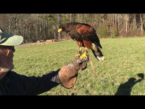 Elk Mountain B&B (Asheville, NC) and Falconry (Weaverville, NC)