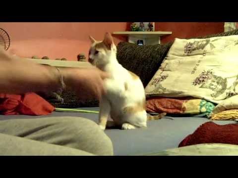 Dressur meiner Baby-Katzen, 11 Wochen alt - Lektion 1... Sitz und Pfötchen