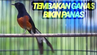 Download lagu Pancingan PAGI HARI murai batu GACOR isian KENARI GEREJA TARUNG 100% ampuhh buat MASTERAN GACOR mp3 Download lagu Pancingan PAGI HARI murai batu GACOR isian KENARI GEREJA TARUNG 100% ampuhh buat MASTERAN GACOR mp3