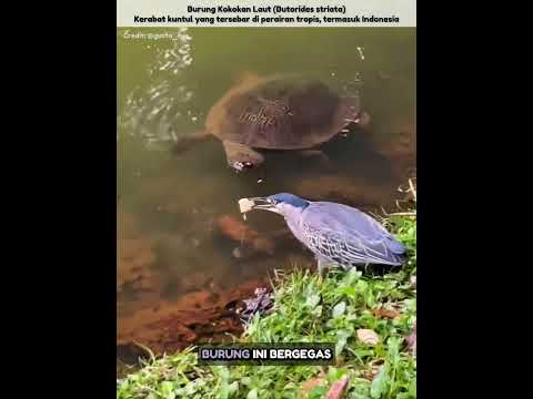 Trik cerdas burung ini bikin kaget #viral #burung #faktaunik