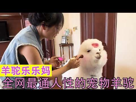羊驼乐乐妈：全网最通人性的羊驼，每次出门像女明星逛街一样！