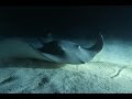 Tauchsafari MS Stingray Higlights  2016 | Malediven Musikvideo | Tauch-Vlog #14 | #abgetaucht, Stingray Safariboot, Malediven