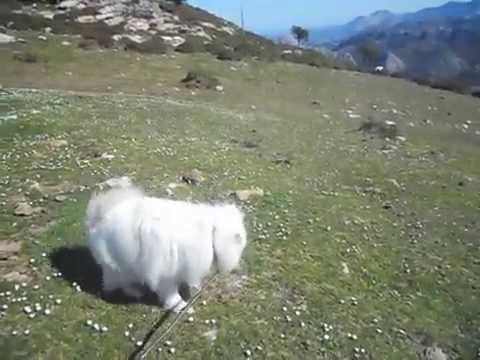 Daira en " EL FITU " 9 marzo 2014 - Asturias - Perrita SAMOYEDO