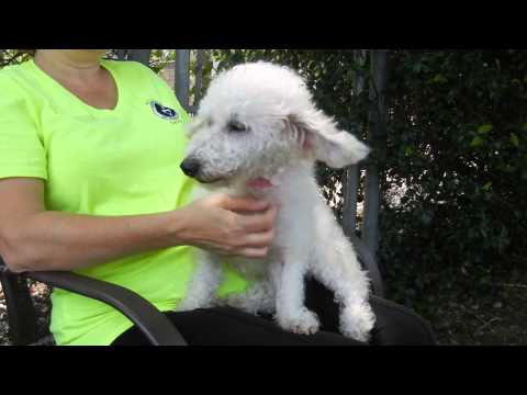 Convenia, an adopted Poodle & Maltese Mix in Houston, TX_image-1