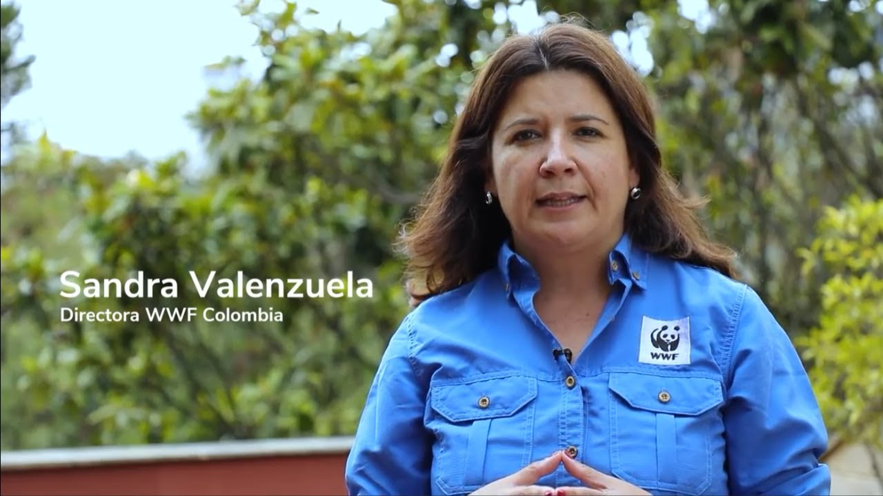 WWF Colombia, uno de nuestros aliados estratégicos en la declaratoria de la Serranía de Manacacías