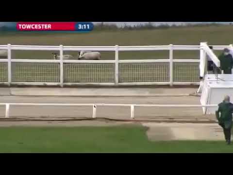 King Drake - BGBF British Bred Sprint Final 2020