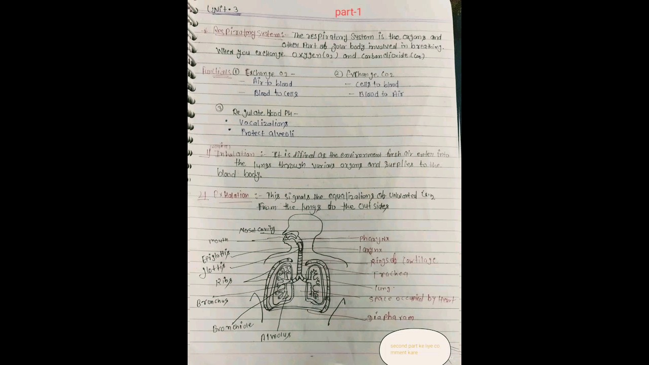 human respiratory system & function easy/ define respiratory & type #HAP #pharma #short #science
