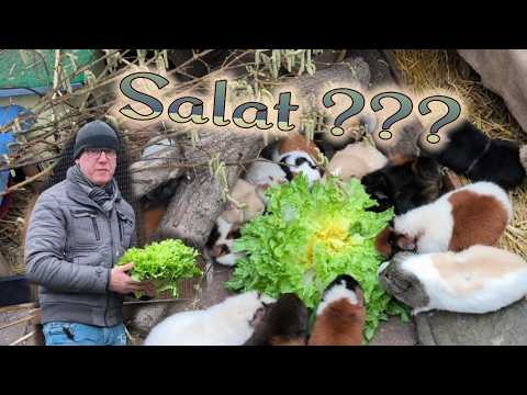 Salat für Meerschweinchen - gesund oder nicht? / Richtige Fütterung von Meerschweinchen u. Kaninchen