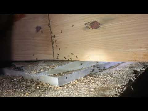Odorous House Ants Infesting Crawl Space in Freehold, NJ