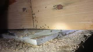 Odorous House Ants Infesting Crawl Space