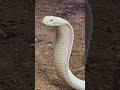 Lilith The White King Cobra Looking FIERCE