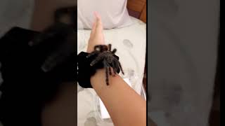 Tarantula Animals Videos
