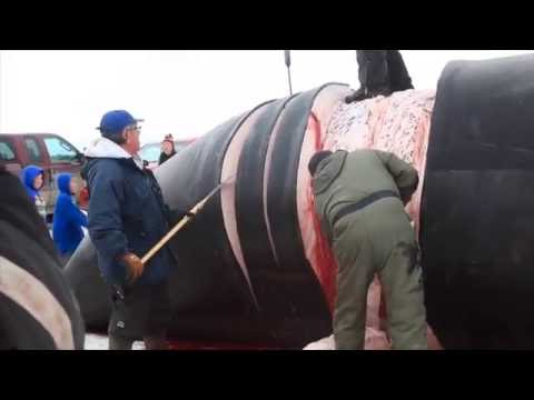 Harvesting a Bowhead Whale on the Remote Coast of High Arctic Northern Alaska