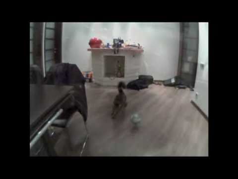 ROFL: The Amazing Goalkeeper Cat!