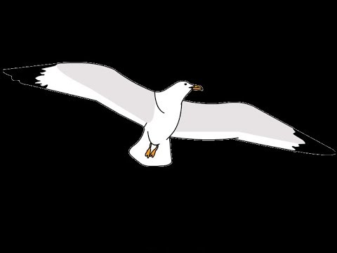 Susanna..."in volo" con un gabbiano... Susanna..."in volo" con un gabbiano...