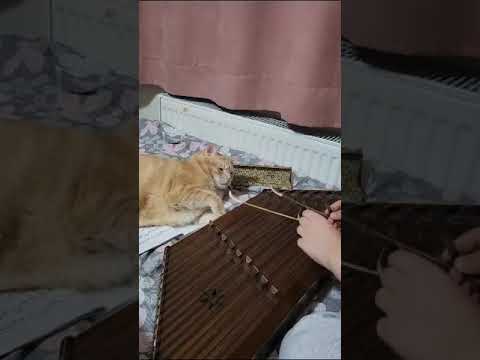 My cat is interested in music