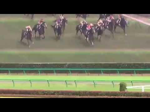 2014 優駿牝馬 JAPANESE OAKS ヌーヴォレコルト Nuovo Record