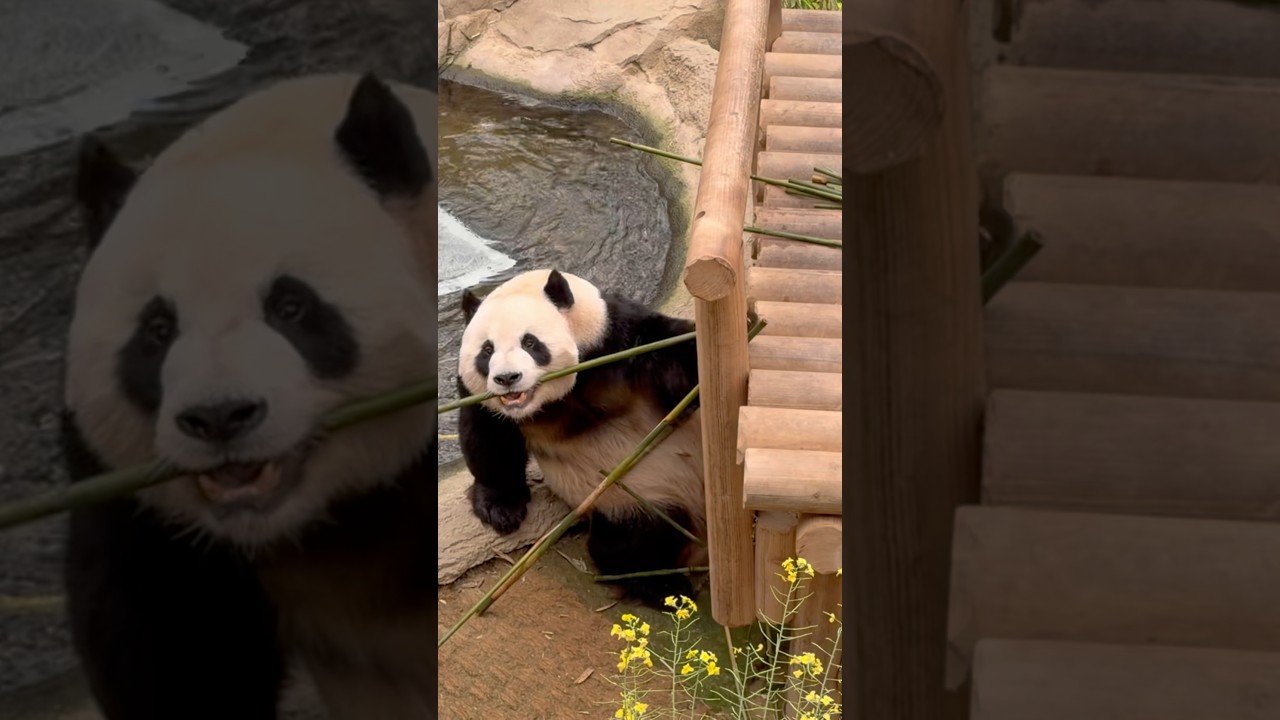 떨어진 대나무까지 챙기는 러바오(에버랜드 판다월드)