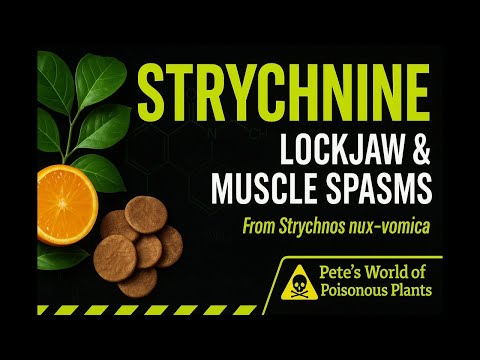 Strychnine,  Deadly Poison, Hidden Cure or recipe for human furniture?