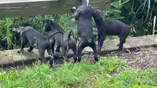 Video preview image #1 Staffordshire Bull Terrier Puppy For Sale in Maryville, TN, USA
