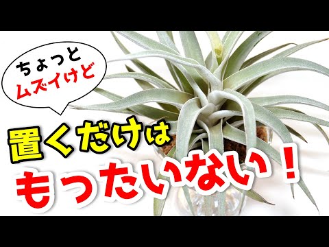ミズゴケの育て方と目的は？なぜ持続可能な代替品を選ぶのでしょうか?  庭園