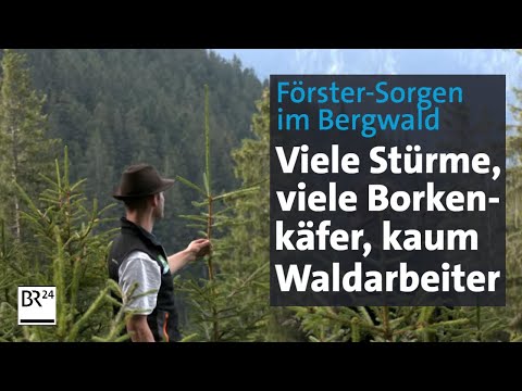 Regen ist nicht alles: Patient Bergwald | Abendschau | BR24