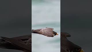 Falcon Deadly Attack on Raven #falcon #falconattack #viralshorts #shorts