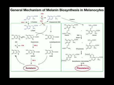 Vollständiger Melanin-Biosyntheseweg | Eumelanin und Phäomelanin