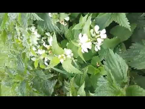 Die Taubnessel - das Nesselweiblein zur Stärkung des Yin