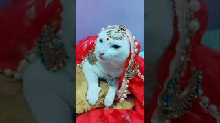 Download lagu mujhe sajan k ghar jaana hai.. #chandu mp3 Download lagu mujhe sajan k ghar jaana hai.. #chandu mp3