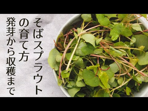 食用スプラウト – 利点、種類、育て方、レシピ、ヒント