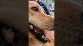 Video preview image #1 Mutt Puppy For Sale in Emmett, ID, USA