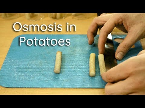 Osmosis in Potato Strips - Bio Lab
