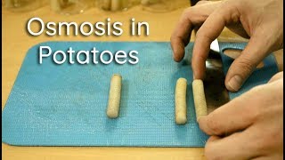 Osmosis in Potato Strips - Bio Lab