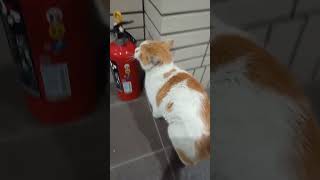 逃げない野良猫は国の宝です。 #猫 #shorts