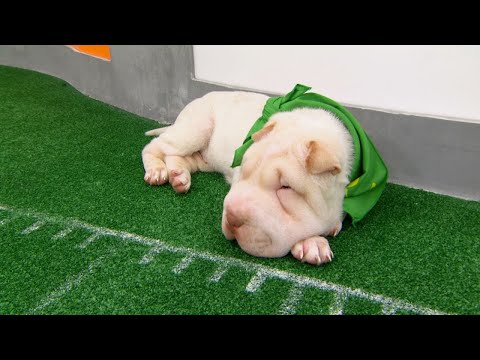 ゲームデー再訪。パピーボウルXIV