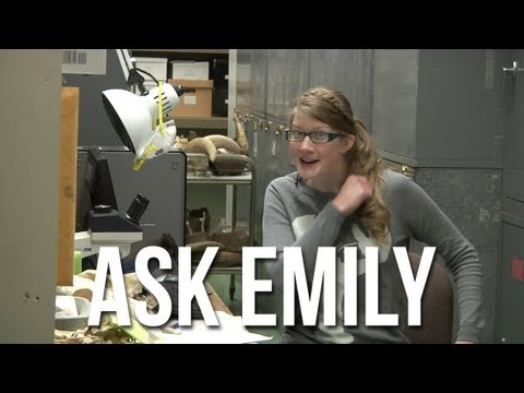 エミリーに聞く #2 (Ask Emily #2)