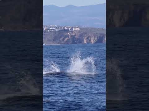 We like to make a big SPLASH around here! 🐬💦 #shorts #dolphin